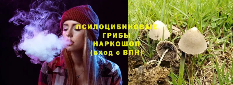 Псилоцибиновые грибы Cubensis  Козельск 